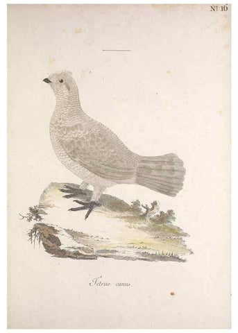 Reproducción/Reproduction 47587413871: Museum Carlsonianum, in quo novas et selectas aves, coloribus ad vivum brevique descriptione illustratas, suasu et sumtibus generosissimi possessoris /. Holmiae :Ex Typographia Regia,1786-1789.. 