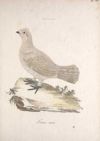 Reproducción/Reproduction 47587413871: Museum Carlsonianum, in quo novas et selectas aves, coloribus ad vivum brevique descriptione illustratas, suasu et sumtibus generosissimi possessoris /. Holmiae :Ex Typographia Regia,1786-1789.. 