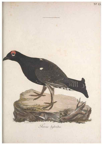 Reproducción/Reproduction 47534442332: Museum Carlsonianum, in quo novas et selectas aves, coloribus ad vivum brevique descriptione illustratas, suasu et sumtibus generosissimi possessoris /. Holmiae :Ex Typographia Regia,1786-1789.. 