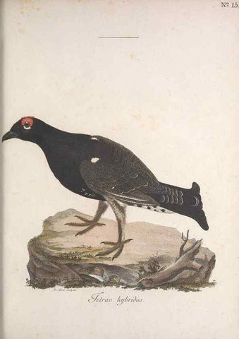 Reproducción/Reproduction 47534442332: Museum Carlsonianum, in quo novas et selectas aves, coloribus ad vivum brevique descriptione illustratas, suasu et sumtibus generosissimi possessoris /. Holmiae :Ex Typographia Regia,1786-1789.. 