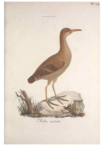 Reproducción/Reproduction 33710485408: Museum Carlsonianum, in quo novas et selectas aves, coloribus ad vivum brevique descriptione illustratas, suasu et sumtibus generosissimi possessoris /. Holmiae :Ex Typographia Regia,1786-1789.. 