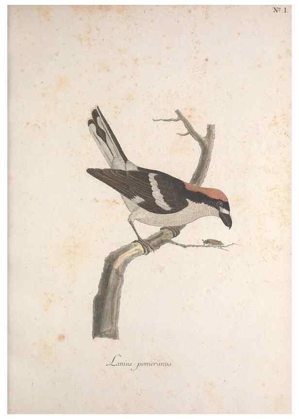 Reproducción/Reproduction 47587406401: Museum Carlsonianum, in quo novas et selectas aves, coloribus ad vivum brevique descriptione illustratas, suasu et sumtibus generosissimi possessoris /. Holmiae :Ex Typographia Regia,1786-1789.. 