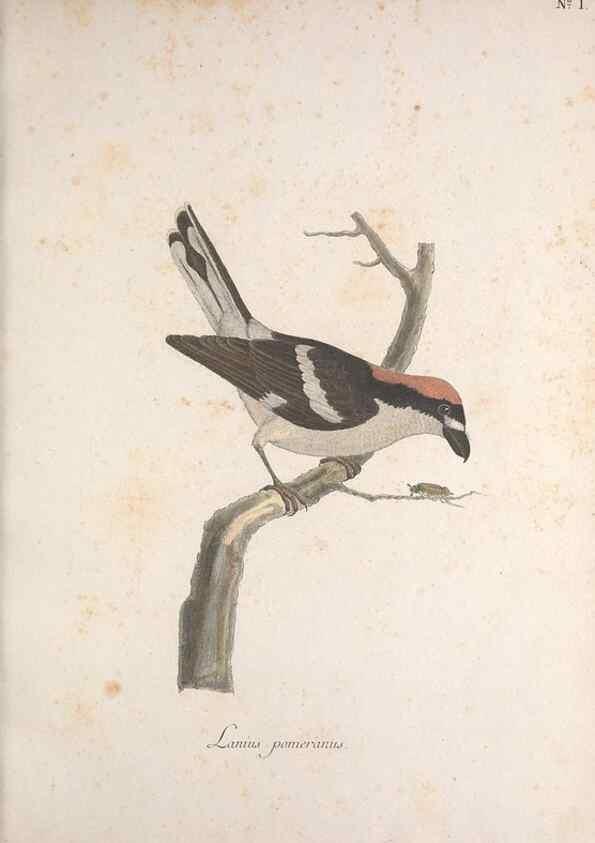Reproducción/Reproduction 47587406401: Museum Carlsonianum, in quo novas et selectas aves, coloribus ad vivum brevique descriptione illustratas, suasu et sumtibus generosissimi possessoris /. Holmiae :Ex Typographia Regia,1786-1789.. 
