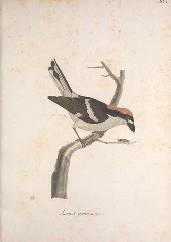 Reproducción/Reproduction 47587406401: Museum Carlsonianum, in quo novas et selectas aves, coloribus ad vivum brevique descriptione illustratas, suasu et sumtibus generosissimi possessoris /. Holmiae :Ex Typographia Regia,1786-1789.. 