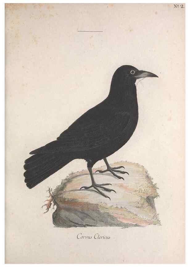 Reproducción/Reproduction 32644911977: Museum Carlsonianum, in quo novas et selectas aves, coloribus ad vivum brevique descriptione illustratas, suasu et sumtibus generosissimi possessoris /. Holmiae :Ex Typographia Regia,1786-1789.. 