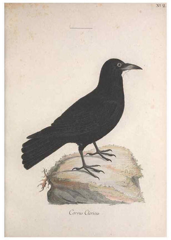 Reproducción/Reproduction 32644911977: Museum Carlsonianum, in quo novas et selectas aves, coloribus ad vivum brevique descriptione illustratas, suasu et sumtibus generosissimi possessoris /. Holmiae :Ex Typographia Regia,1786-1789.. 