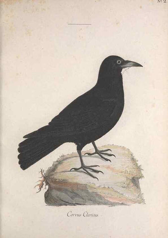 Reproducción/Reproduction 32644911977: Museum Carlsonianum, in quo novas et selectas aves, coloribus ad vivum brevique descriptione illustratas, suasu et sumtibus generosissimi possessoris /. Holmiae :Ex Typographia Regia,1786-1789.. 