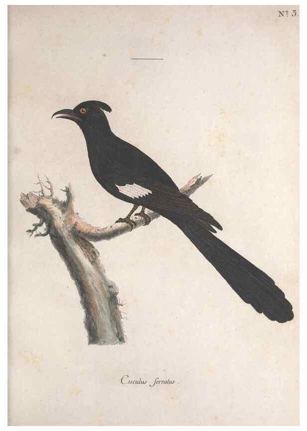 Reproducción/Reproduction 33710475868: Museum Carlsonianum, in quo novas et selectas aves, coloribus ad vivum brevique descriptione illustratas, suasu et sumtibus generosissimi possessoris /. Holmiae :Ex Typographia Regia,1786-1789.. 