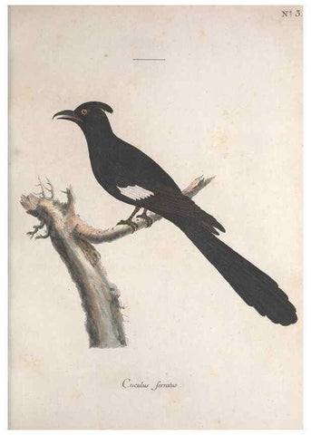 Reproducción/Reproduction 33710475868: Museum Carlsonianum, in quo novas et selectas aves, coloribus ad vivum brevique descriptione illustratas, suasu et sumtibus generosissimi possessoris /. Holmiae :Ex Typographia Regia,1786-1789.. 