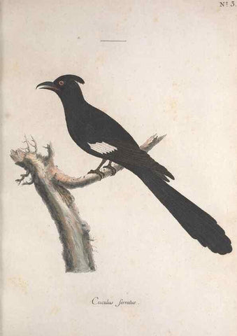 Reproducción/Reproduction 33710475868: Museum Carlsonianum, in quo novas et selectas aves, coloribus ad vivum brevique descriptione illustratas, suasu et sumtibus generosissimi possessoris /. Holmiae :Ex Typographia Regia,1786-1789.. 
