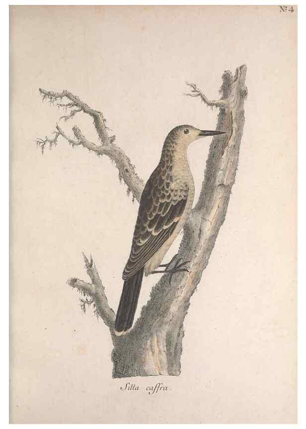 Reproducción/Reproduction 46671963685: Museum Carlsonianum, in quo novas et selectas aves, coloribus ad vivum brevique descriptione illustratas, suasu et sumtibus generosissimi possessoris /. Holmiae :Ex Typographia Regia,1786-1789.. 