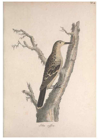 Reproducción/Reproduction 46671963685: Museum Carlsonianum, in quo novas et selectas aves, coloribus ad vivum brevique descriptione illustratas, suasu et sumtibus generosissimi possessoris /. Holmiae :Ex Typographia Regia,1786-1789.. 