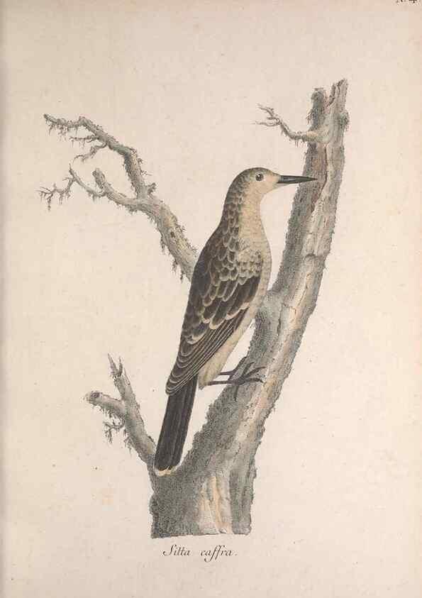 Reproducción/Reproduction 46671963685: Museum Carlsonianum, in quo novas et selectas aves, coloribus ad vivum brevique descriptione illustratas, suasu et sumtibus generosissimi possessoris /. Holmiae :Ex Typographia Regia,1786-1789.. 