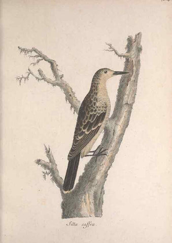 Reproducción/Reproduction 46671963685: Museum Carlsonianum, in quo novas et selectas aves, coloribus ad vivum brevique descriptione illustratas, suasu et sumtibus generosissimi possessoris /. Holmiae :Ex Typographia Regia,1786-1789.. 