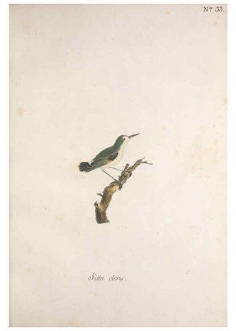 Reproducción/Reproduction 47587597741: Museum Carlsonianum, in quo novas et selectas aves, coloribus ad vivum brevique descriptione illustratas, suasu et sumtibus generosissimi possessoris /. Holmiae :Ex Typographia Regia,1786-1789.. 