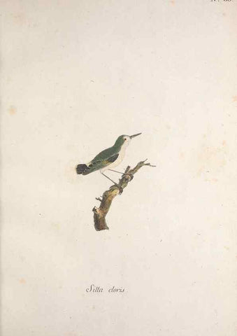 Reproducción/Reproduction 47587597741: Museum Carlsonianum, in quo novas et selectas aves, coloribus ad vivum brevique descriptione illustratas, suasu et sumtibus generosissimi possessoris /. Holmiae :Ex Typographia Regia,1786-1789.. 