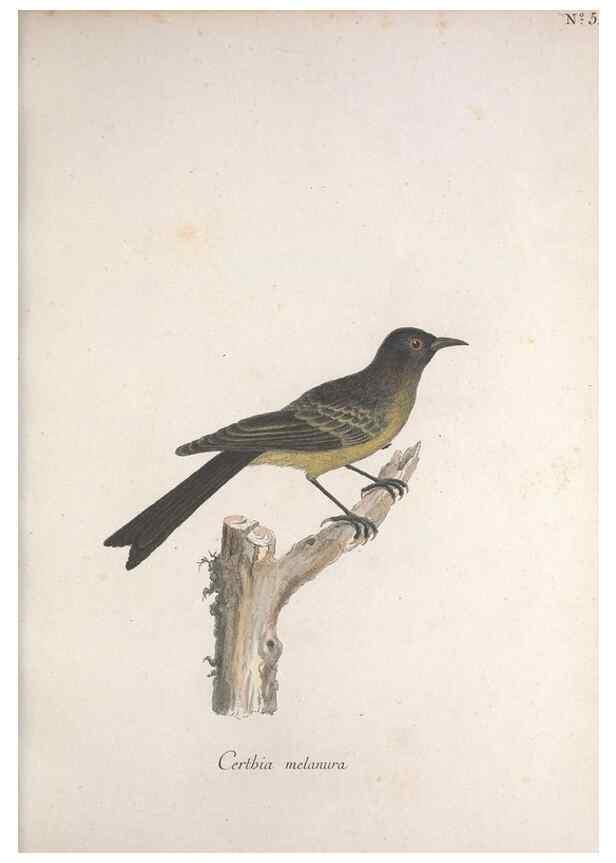 Reproducción/Reproduction 46671964625: Museum Carlsonianum, in quo novas et selectas aves, coloribus ad vivum brevique descriptione illustratas, suasu et sumtibus generosissimi possessoris /. Holmiae :Ex Typographia Regia,1786-1789.. 