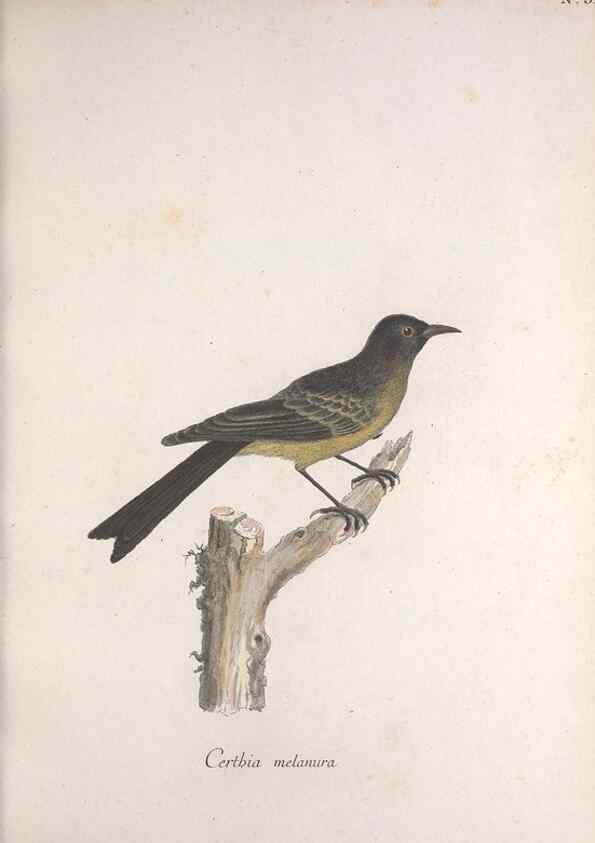 Reproducción/Reproduction 46671964625: Museum Carlsonianum, in quo novas et selectas aves, coloribus ad vivum brevique descriptione illustratas, suasu et sumtibus generosissimi possessoris /. Holmiae :Ex Typographia Regia,1786-1789.. 