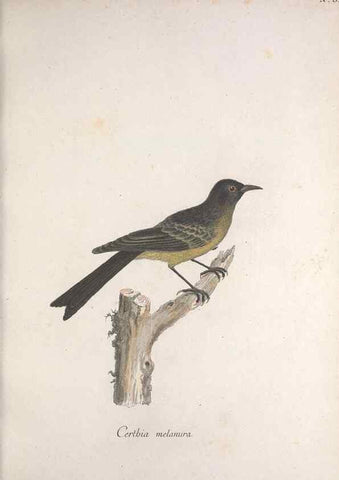 Reproducción/Reproduction 46671964625: Museum Carlsonianum, in quo novas et selectas aves, coloribus ad vivum brevique descriptione illustratas, suasu et sumtibus generosissimi possessoris /. Holmiae :Ex Typographia Regia,1786-1789.. 