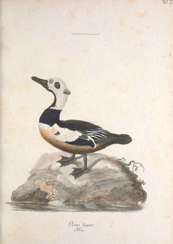Reproducción/Reproduction 46671966455: Museum Carlsonianum, in quo novas et selectas aves, coloribus ad vivum brevique descriptione illustratas, suasu et sumtibus generosissimi possessoris /. Holmiae :Ex Typographia Regia,1786-1789.. 