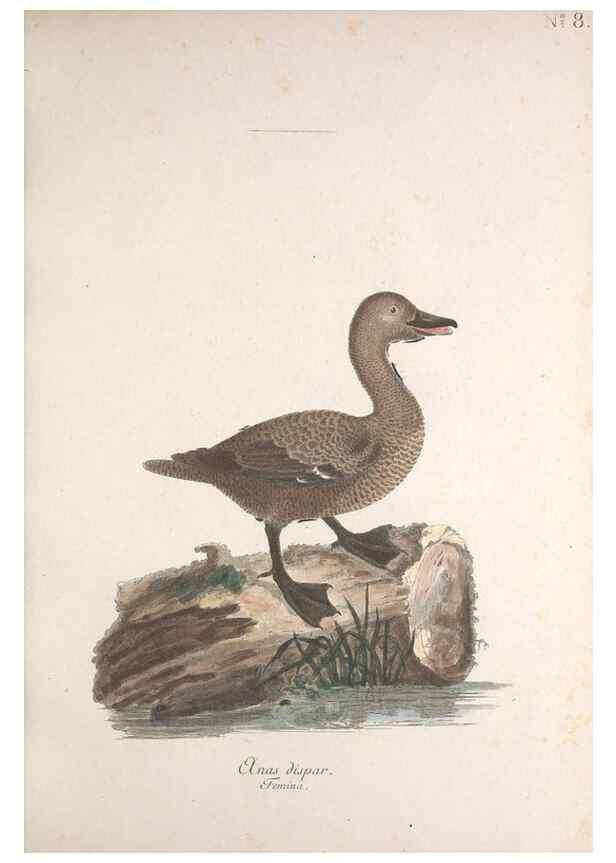 Reproducción/Reproduction 33710479878: Museum Carlsonianum, in quo novas et selectas aves, coloribus ad vivum brevique descriptione illustratas, suasu et sumtibus generosissimi possessoris /. Holmiae :Ex Typographia Regia,1786-1789.. 