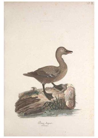 Reproducción/Reproduction 33710479878: Museum Carlsonianum, in quo novas et selectas aves, coloribus ad vivum brevique descriptione illustratas, suasu et sumtibus generosissimi possessoris /. Holmiae :Ex Typographia Regia,1786-1789.. 