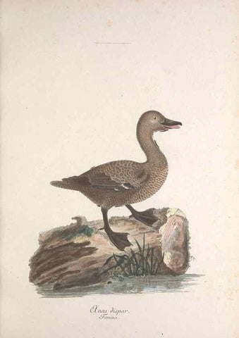 Reproducción/Reproduction 33710479878: Museum Carlsonianum, in quo novas et selectas aves, coloribus ad vivum brevique descriptione illustratas, suasu et sumtibus generosissimi possessoris /. Holmiae :Ex Typographia Regia,1786-1789.. 