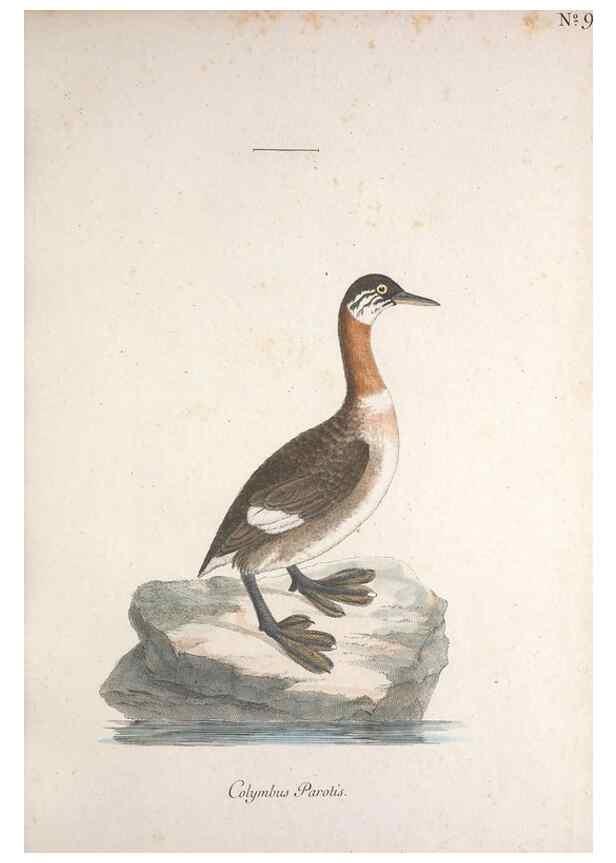 Reproducción/Reproduction 33710481018: Museum Carlsonianum, in quo novas et selectas aves, coloribus ad vivum brevique descriptione illustratas, suasu et sumtibus generosissimi possessoris /. Holmiae :Ex Typographia Regia,1786-1789.. 