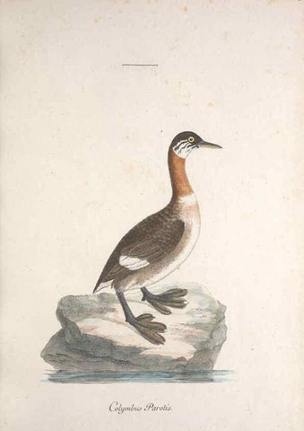 Reproducción/Reproduction 33710481018: Museum Carlsonianum, in quo novas et selectas aves, coloribus ad vivum brevique descriptione illustratas, suasu et sumtibus generosissimi possessoris /. Holmiae :Ex Typographia Regia,1786-1789.. 