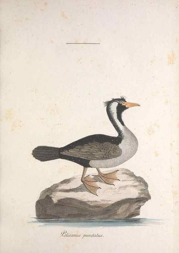 Reproducción/Reproduction 32644916197: Museum Carlsonianum, in quo novas et selectas aves, coloribus ad vivum brevique descriptione illustratas, suasu et sumtibus generosissimi possessoris /. Holmiae :Ex Typographia Regia,1786-1789.. 