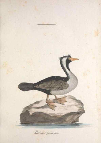 Reproducción/Reproduction 32644916197: Museum Carlsonianum, in quo novas et selectas aves, coloribus ad vivum brevique descriptione illustratas, suasu et sumtibus generosissimi possessoris /. Holmiae :Ex Typographia Regia,1786-1789.. 