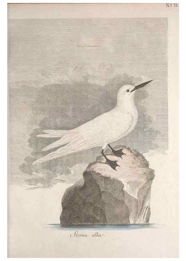 Reproducción/Reproduction 47587411001: Museum Carlsonianum, in quo novas et selectas aves, coloribus ad vivum brevique descriptione illustratas, suasu et sumtibus generosissimi possessoris /. Holmiae :Ex Typographia Regia,1786-1789.. 