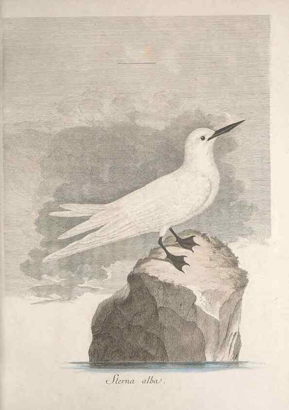 Reproducción/Reproduction 47587411001: Museum Carlsonianum, in quo novas et selectas aves, coloribus ad vivum brevique descriptione illustratas, suasu et sumtibus generosissimi possessoris /. Holmiae :Ex Typographia Regia,1786-1789.. 