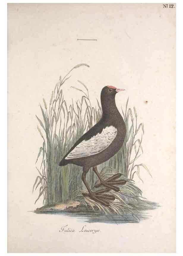 Reproducción/Reproduction 47587411661: Museum Carlsonianum, in quo novas et selectas aves, coloribus ad vivum brevique descriptione illustratas, suasu et sumtibus generosissimi possessoris /. Holmiae :Ex Typographia Regia,1786-1789.. 