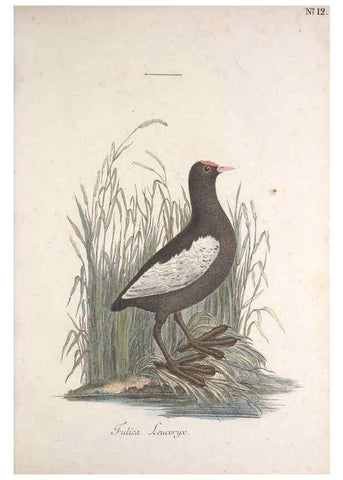 Reproducción/Reproduction 47587411661: Museum Carlsonianum, in quo novas et selectas aves, coloribus ad vivum brevique descriptione illustratas, suasu et sumtibus generosissimi possessoris /. Holmiae :Ex Typographia Regia,1786-1789.. 