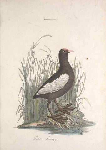 Reproducción/Reproduction 47587411661: Museum Carlsonianum, in quo novas et selectas aves, coloribus ad vivum brevique descriptione illustratas, suasu et sumtibus generosissimi possessoris /. Holmiae :Ex Typographia Regia,1786-1789.. 