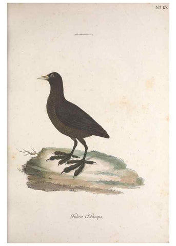 Reproducción/Reproduction 47587412211: Museum Carlsonianum, in quo novas et selectas aves, coloribus ad vivum brevique descriptione illustratas, suasu et sumtibus generosissimi possessoris /. Holmiae :Ex Typographia Regia,1786-1789.. 