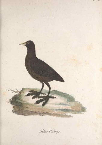 Reproducción/Reproduction 47587412211: Museum Carlsonianum, in quo novas et selectas aves, coloribus ad vivum brevique descriptione illustratas, suasu et sumtibus generosissimi possessoris /. Holmiae :Ex Typographia Regia,1786-1789.. 
