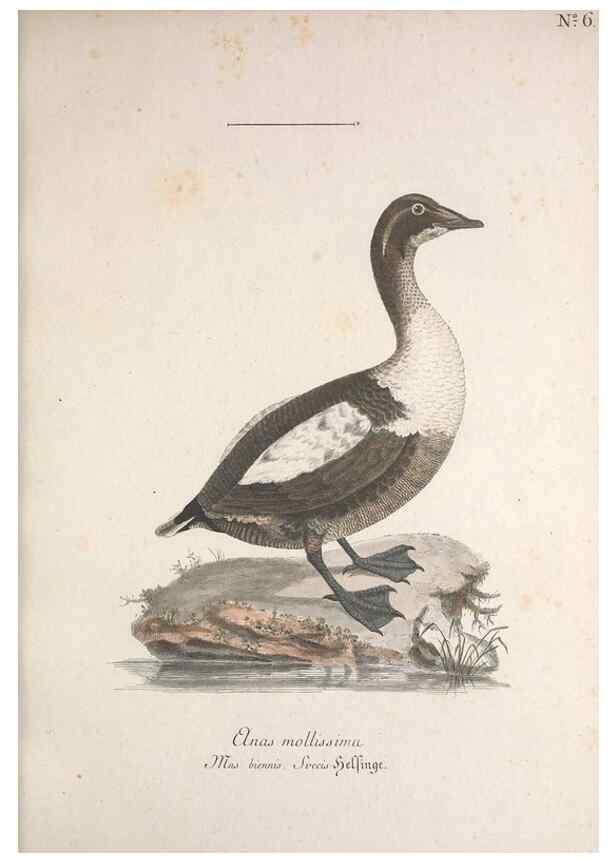 Reproducción/Reproduction 46671965565: Museum Carlsonianum, in quo novas et selectas aves, coloribus ad vivum brevique descriptione illustratas, suasu et sumtibus generosissimi possessoris /. Holmiae :Ex Typographia Regia,1786-1789.. 