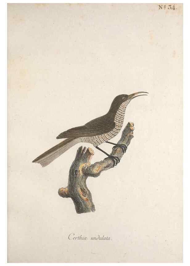 Reproducción/Reproduction 33710661948: Museum Carlsonianum, in quo novas et selectas aves, coloribus ad vivum brevique descriptione illustratas, suasu et sumtibus generosissimi possessoris /. Holmiae :Ex Typographia Regia,1786-1789.. 