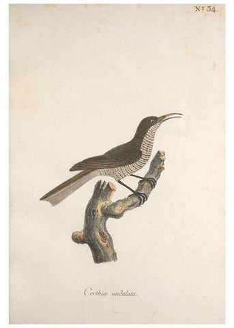Reproducción/Reproduction 33710661948: Museum Carlsonianum, in quo novas et selectas aves, coloribus ad vivum brevique descriptione illustratas, suasu et sumtibus generosissimi possessoris /. Holmiae :Ex Typographia Regia,1786-1789.. 