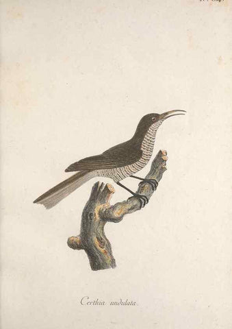 Reproducción/Reproduction 33710661948: Museum Carlsonianum, in quo novas et selectas aves, coloribus ad vivum brevique descriptione illustratas, suasu et sumtibus generosissimi possessoris /. Holmiae :Ex Typographia Regia,1786-1789.. 