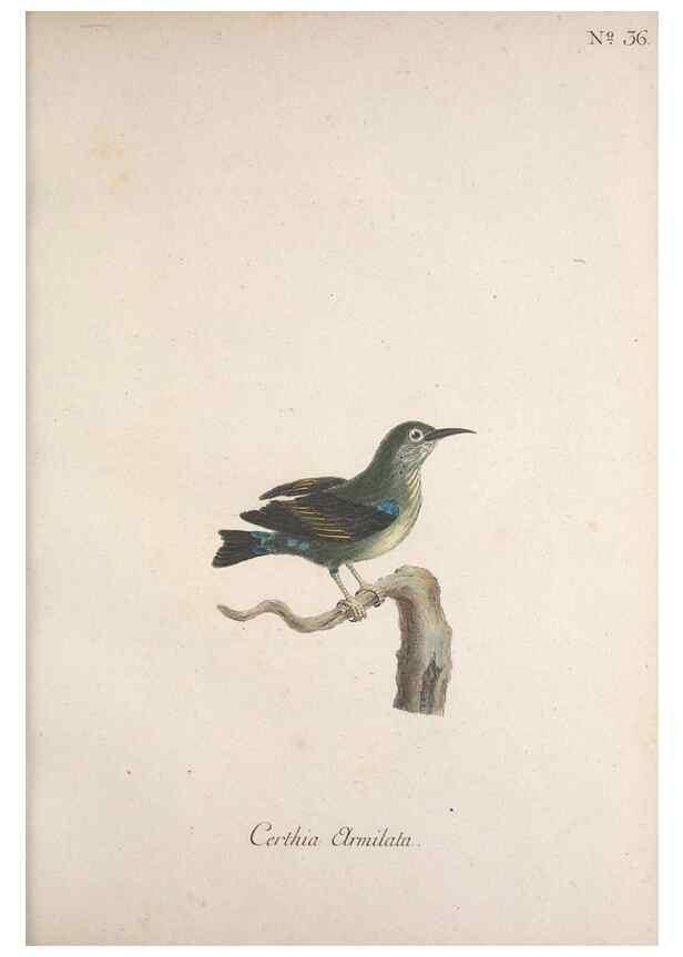 Reproducción/Reproduction 47587599301: Museum Carlsonianum, in quo novas et selectas aves, coloribus ad vivum brevique descriptione illustratas, suasu et sumtibus generosissimi possessoris /. Holmiae :Ex Typographia Regia,1786-1789.. 