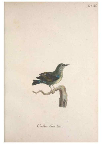 Reproducción/Reproduction 47587599301: Museum Carlsonianum, in quo novas et selectas aves, coloribus ad vivum brevique descriptione illustratas, suasu et sumtibus generosissimi possessoris /. Holmiae :Ex Typographia Regia,1786-1789.. 