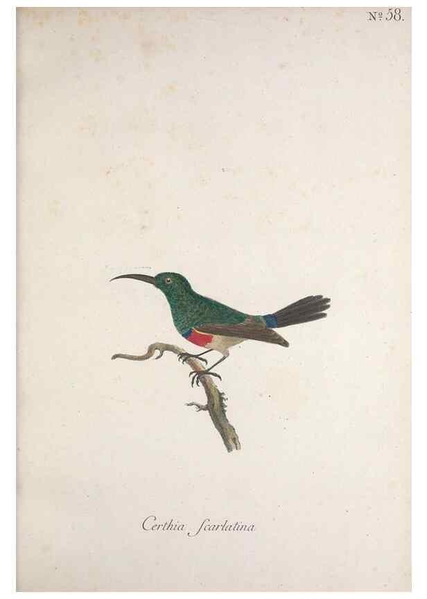 Reproducción/Reproduction 33710725198: Museum Carlsonianum, in quo novas et selectas aves, coloribus ad vivum brevique descriptione illustratas, suasu et sumtibus generosissimi possessoris /. Holmiae :Ex Typographia Regia,1786-1789.. 