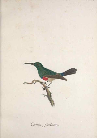 Reproducción/Reproduction 33710725198: Museum Carlsonianum, in quo novas et selectas aves, coloribus ad vivum brevique descriptione illustratas, suasu et sumtibus generosissimi possessoris /. Holmiae :Ex Typographia Regia,1786-1789.. 