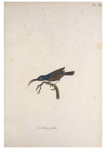 Reproducción/Reproduction 47587692441: Museum Carlsonianum, in quo novas et selectas aves, coloribus ad vivum brevique descriptione illustratas, suasu et sumtibus generosissimi possessoris /. Holmiae :Ex Typographia Regia,1786-1789.. 