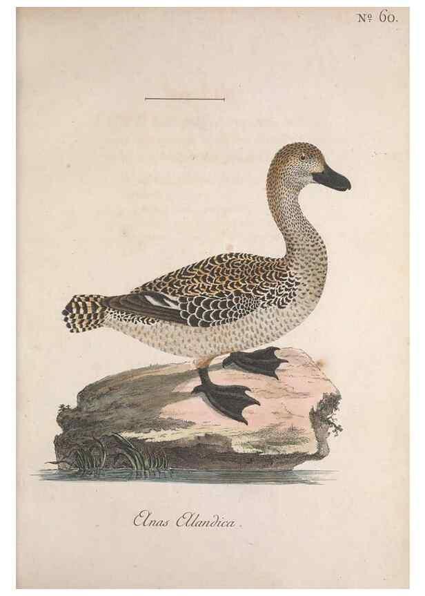 Reproducción/Reproduction 40621634603: Museum Carlsonianum, in quo novas et selectas aves, coloribus ad vivum brevique descriptione illustratas, suasu et sumtibus generosissimi possessoris /. Holmiae :Ex Typographia Regia,1786-1789.. 