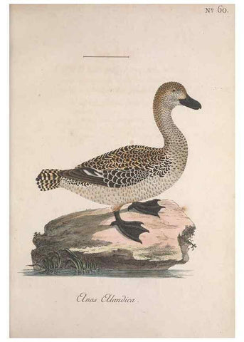 Reproducción/Reproduction 40621634603: Museum Carlsonianum, in quo novas et selectas aves, coloribus ad vivum brevique descriptione illustratas, suasu et sumtibus generosissimi possessoris /. Holmiae :Ex Typographia Regia,1786-1789.. 