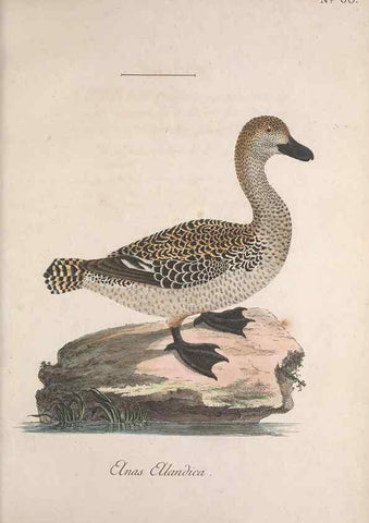 Reproducción/Reproduction 40621634603: Museum Carlsonianum, in quo novas et selectas aves, coloribus ad vivum brevique descriptione illustratas, suasu et sumtibus generosissimi possessoris /. Holmiae :Ex Typographia Regia,1786-1789.. 